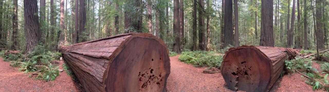 Glamping In The Redwoods With A Hot Tub! 호텔 가버빌 외부 사진